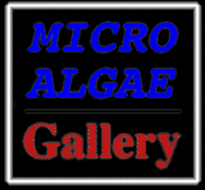 Micro Algae Gallery